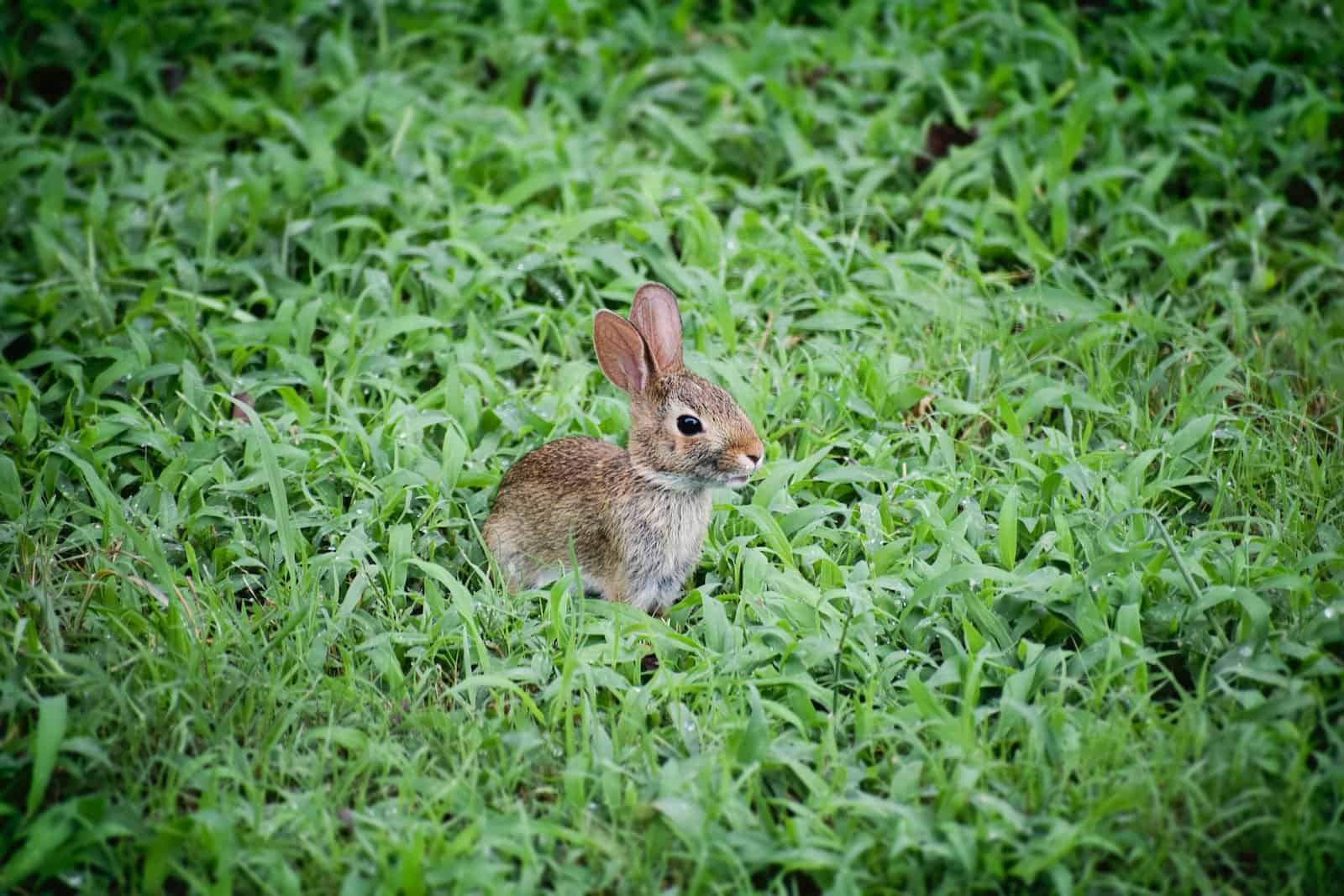 11 Smallest Rabbit Breeds In The World - Pet Breeezy
