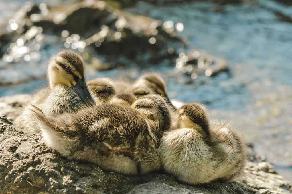 river, ducklings, ducks-7242735.jpg