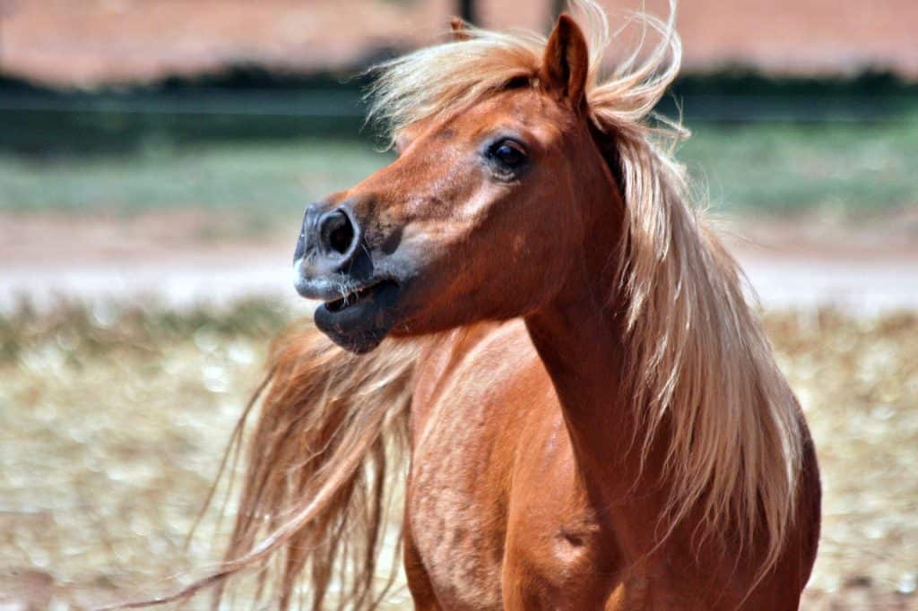 shetland, chestnut, pony-2489171.jpg