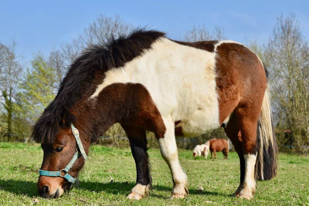 shetland pony, pony, small horse-4087111.jpg