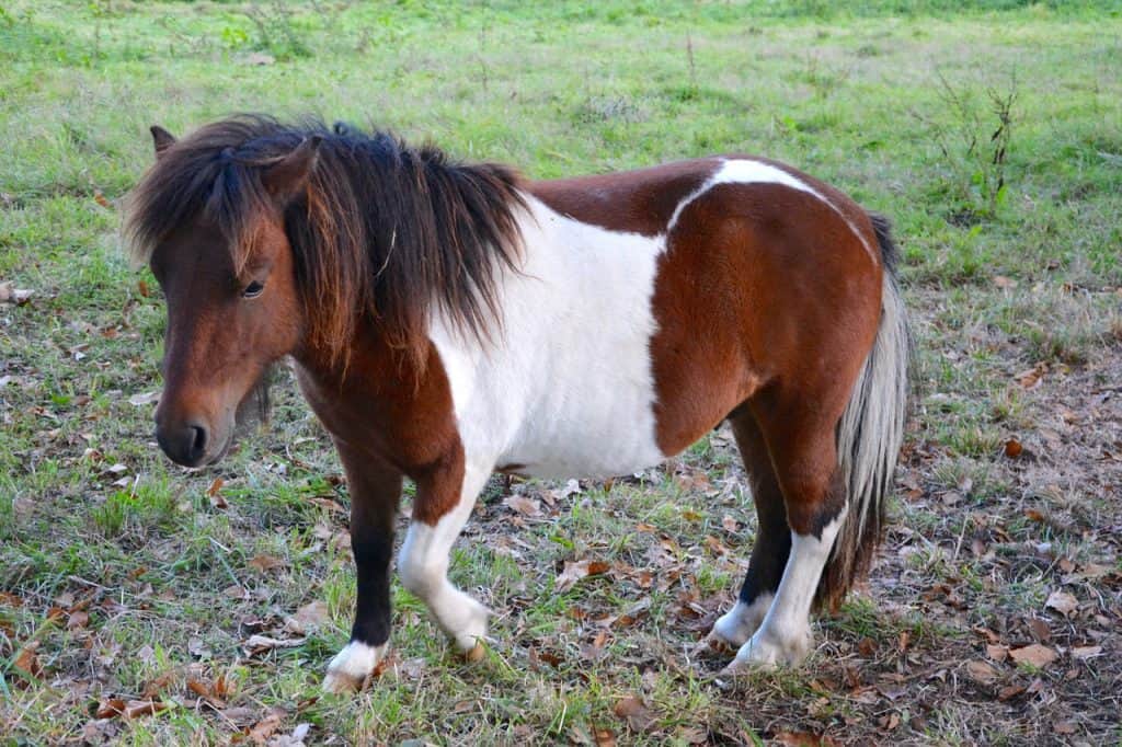 shetland pony, small horse, color walk-2766906.jpg