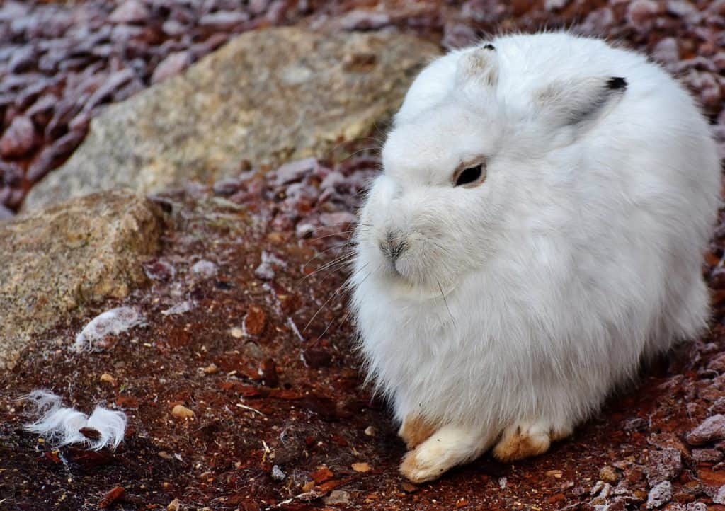 snow hare, rabbit, winter-3051731.jpg