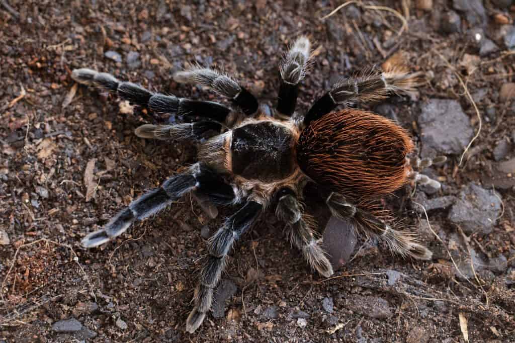 tarantula, brachypelma, vagans-3749208.jpg