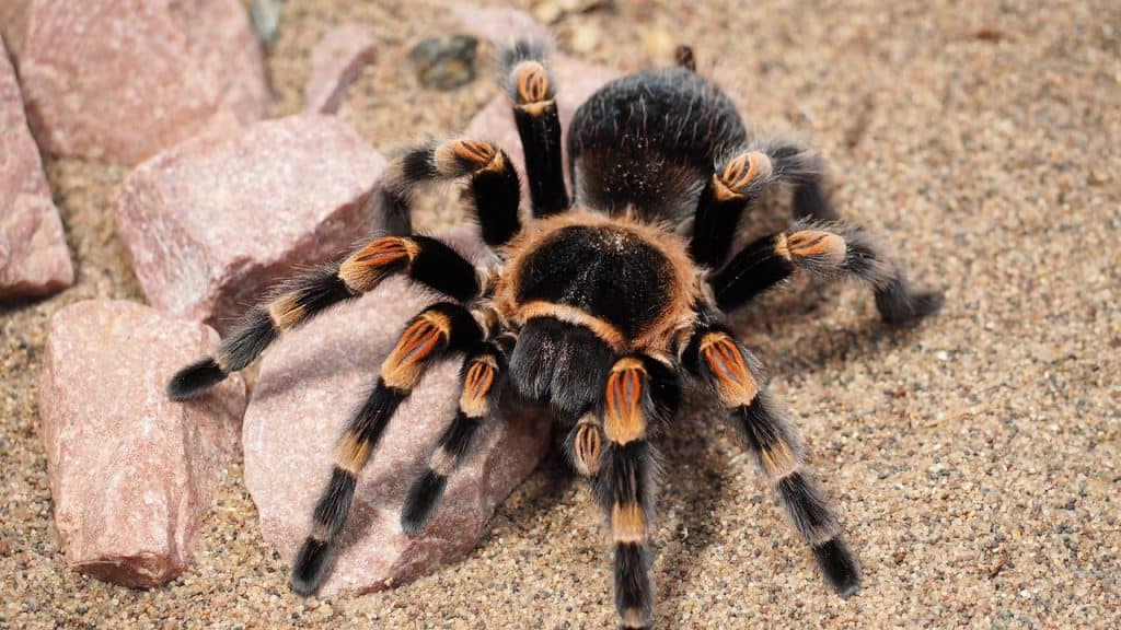tarantula, spider, animal-1416354.jpg