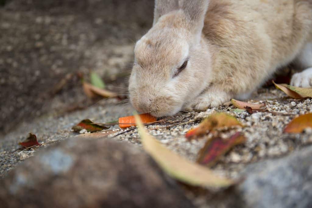 brown rabbit