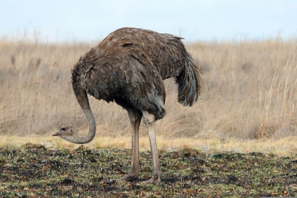 wild, game, ostrich-1701779.jpg