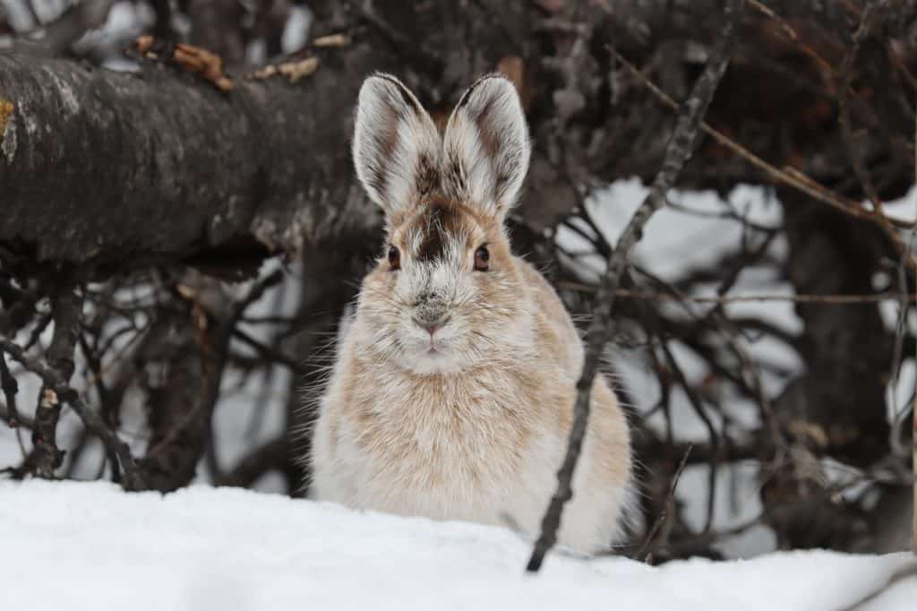 What do Wild Rabbits Do in Winter? - Pet Breeezy