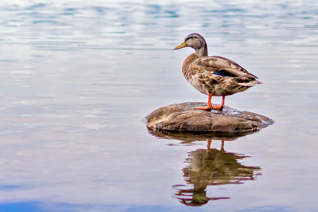 brown duck perch on black rock