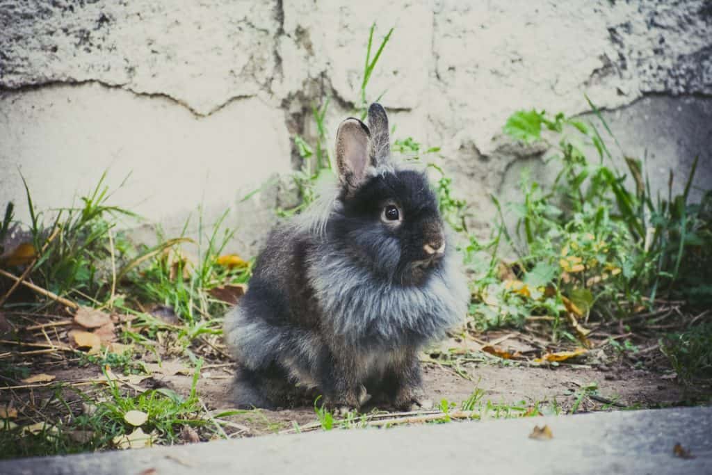 brown and white rabbit on green grass