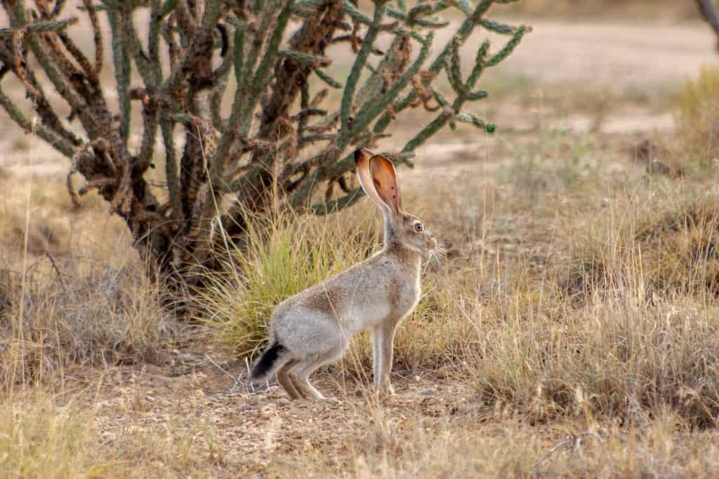 brown rabbit on green grass field during daytime