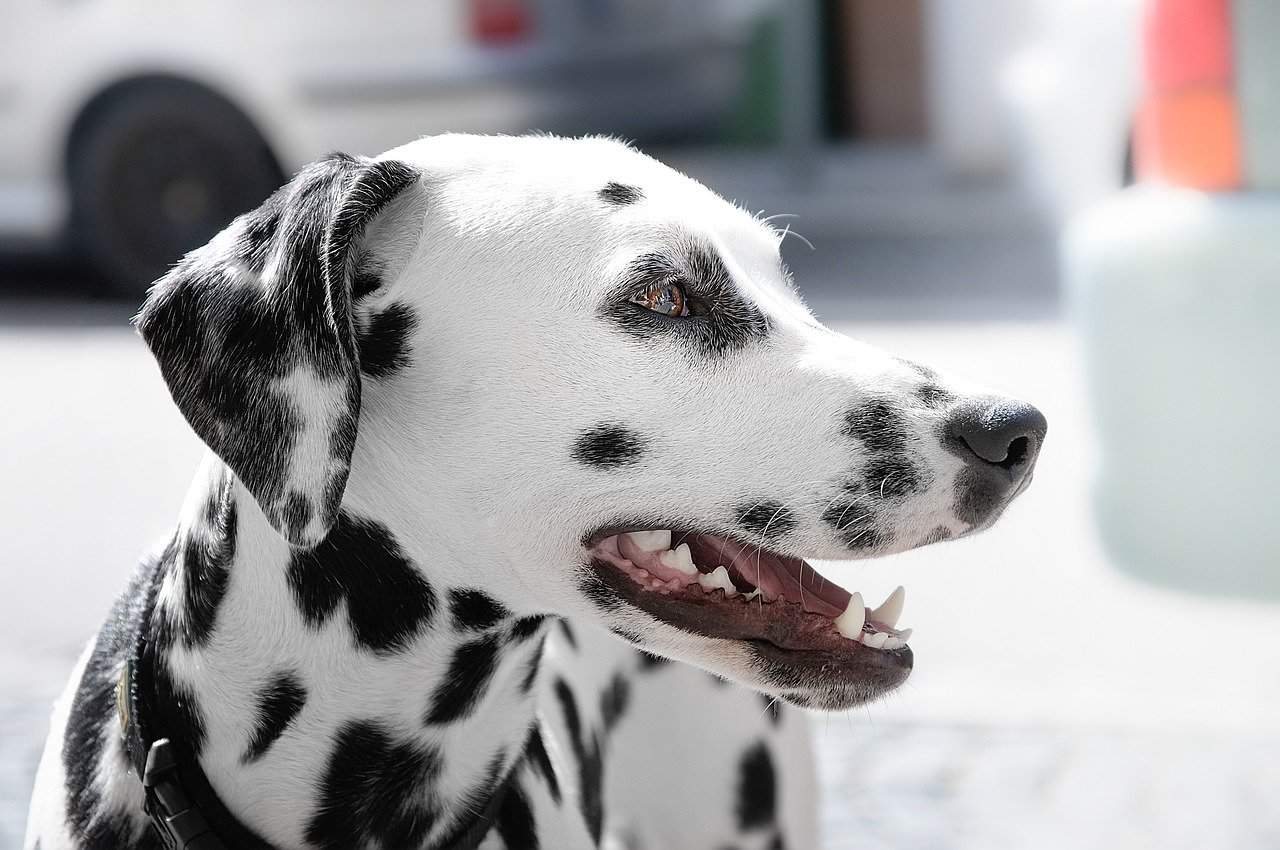 White Ranch Dogs Types 16 Best Farm Dog Breeds to Live on a Ranch - Pet Breeezy
