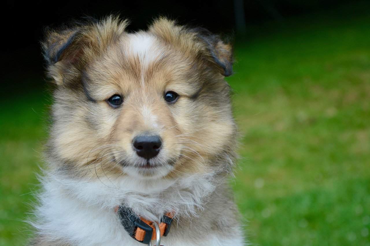 16 Best Farm Dog Breeds to Live on a Ranch - Pet Breeezy