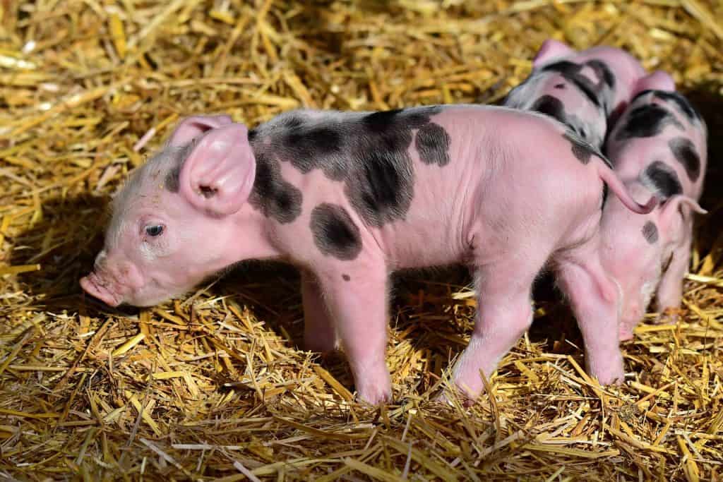 105-pet-pig-names-ideas-for-smart-hungry-pigs-pet-breeezy