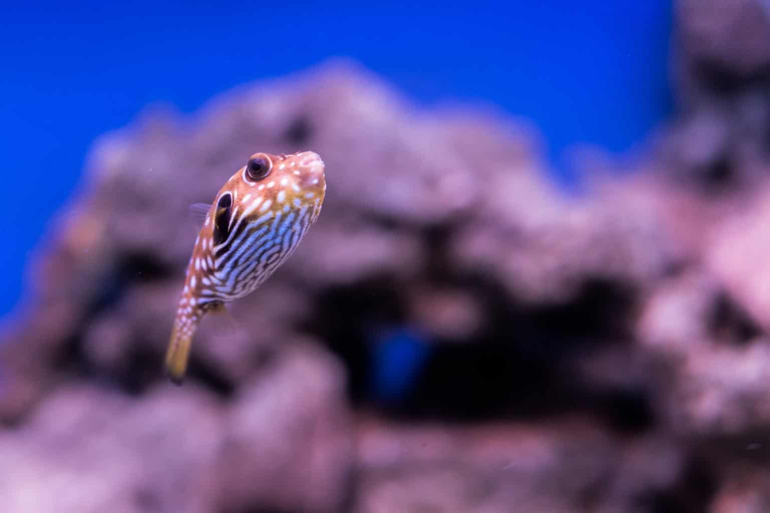 11 Different Kinds Of Freshwater Puffer Fish - Pet Breeezy