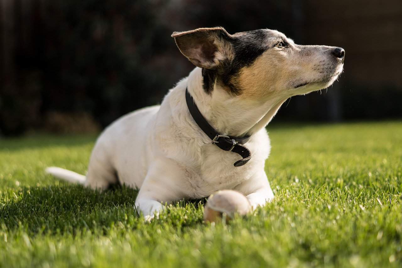 White Ranch Dogs Types 16 Best Farm Dog Breeds to Live on a Ranch - Pet Breeezy