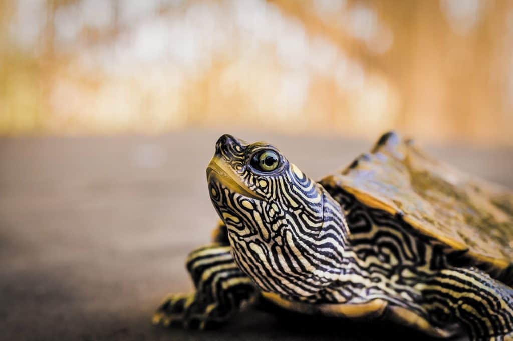 105 Pet Names for Turtles, Tortoises, & Terrapins Pet Breeezy