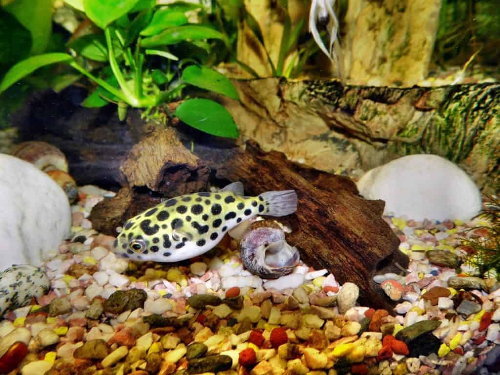 11-different-kinds-of-freshwater-puffer-fish-pet-breeezy