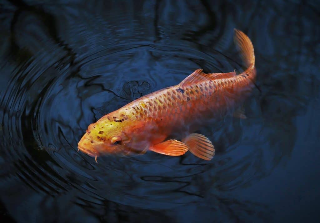 animal, fish, koi-6149183.jpg