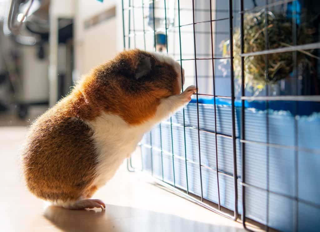 white and brown guinea pig in cage