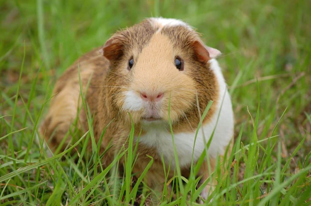 guinea pig, cavy, pet-242520.jpg