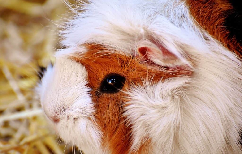 guinea pig, rodent, cute-2183615.jpg