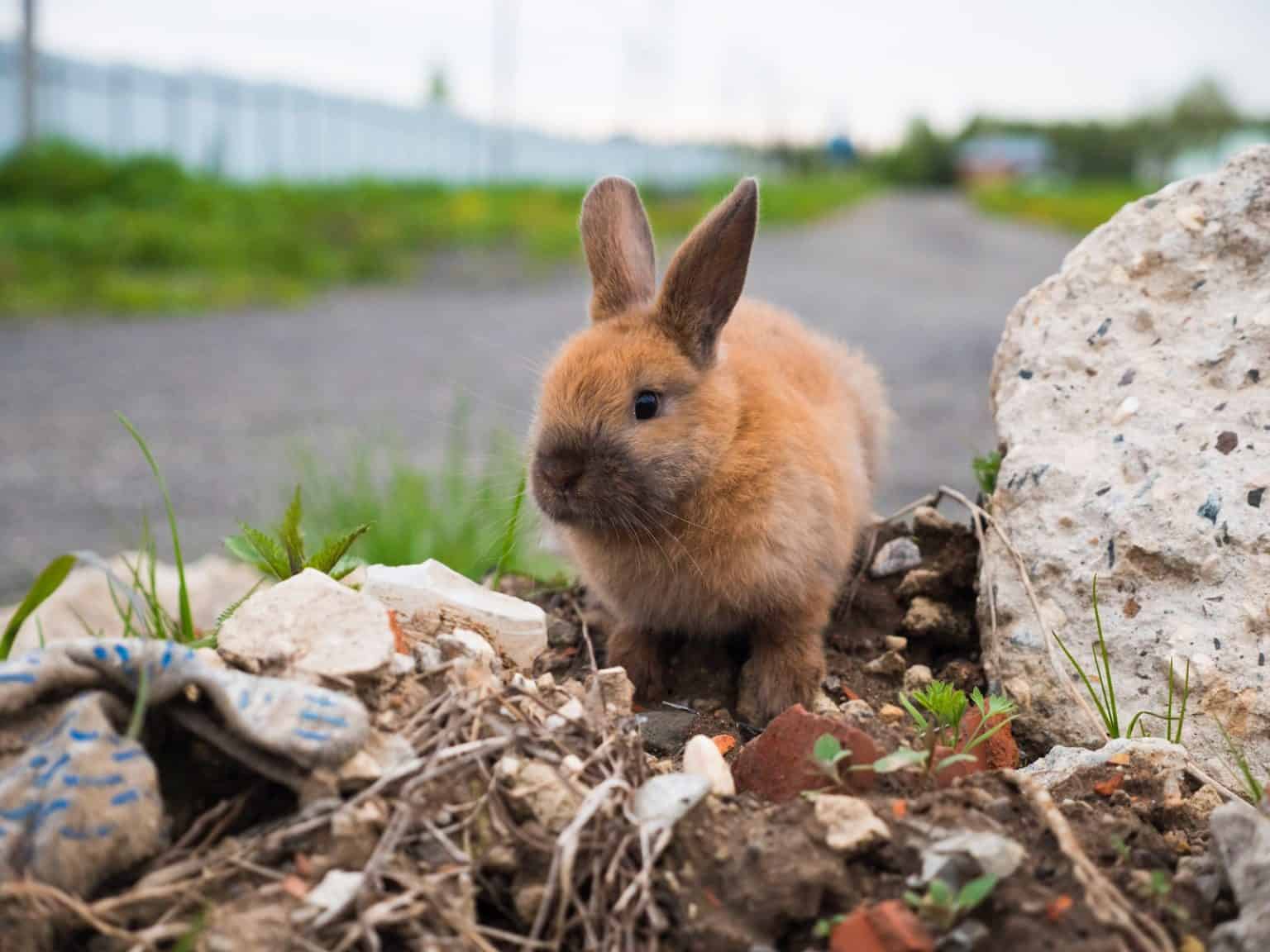 How to Determine the Age of a Wild Rabbit with Images - Pet Breeezy
