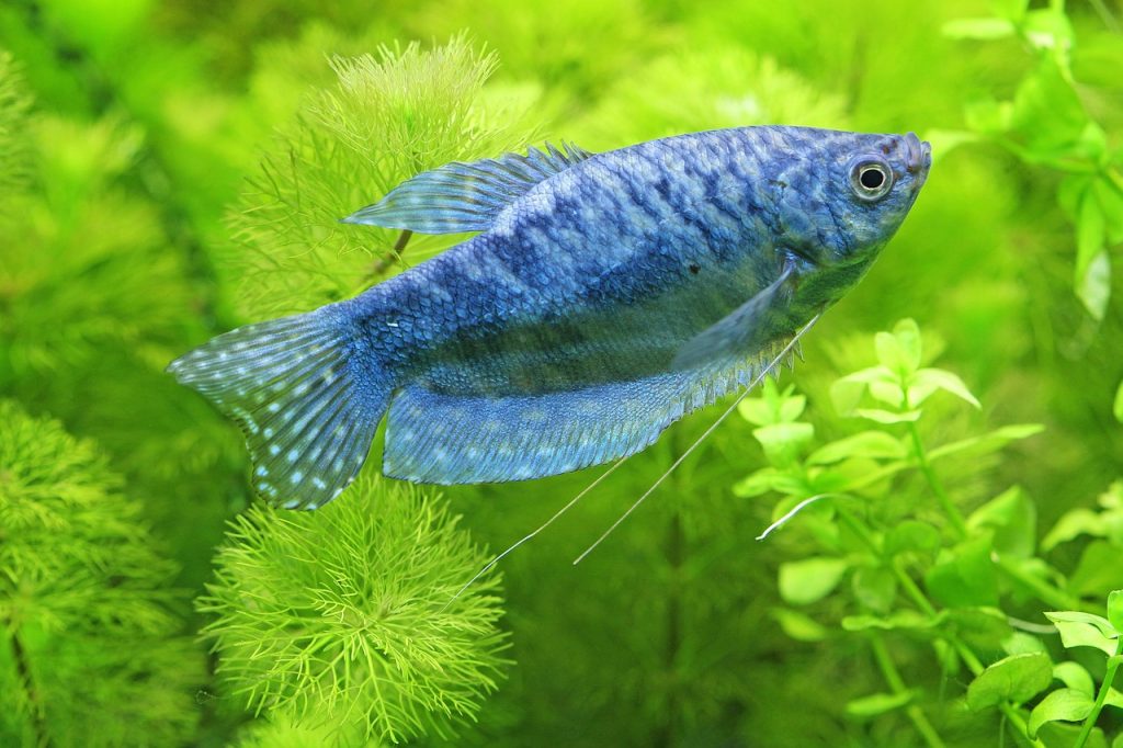 hobby, aquaristic, aquarium-2364780.jpg