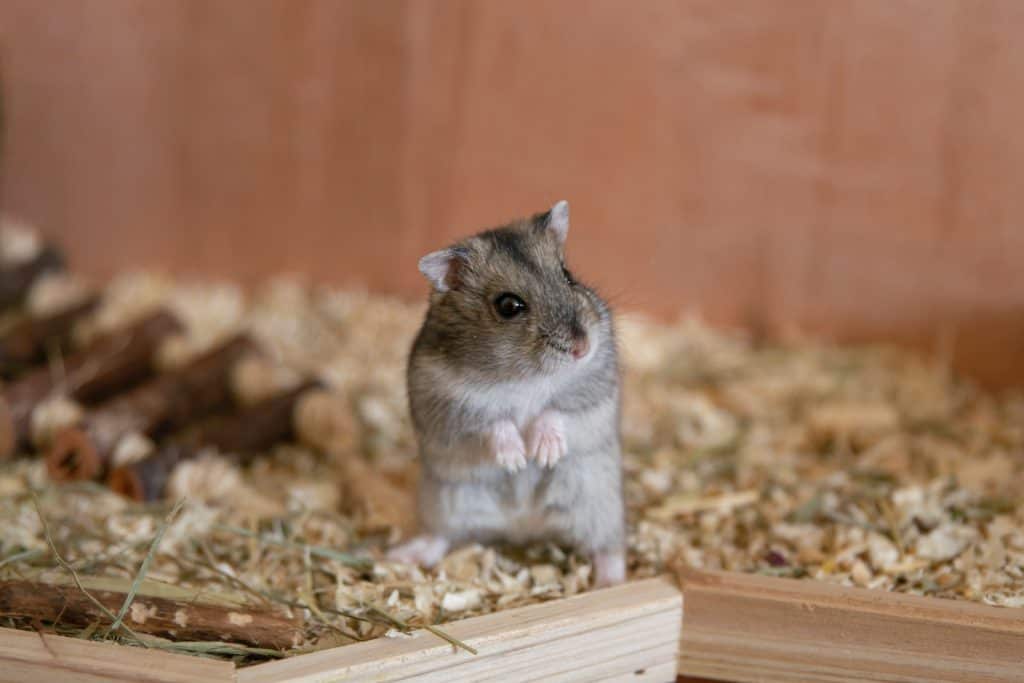 selective focus photography of gray rodent inside cage