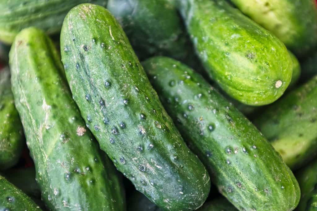 Can Rabbits Consume Cucumbers? Here's What You Should Know! Pet Breeezy