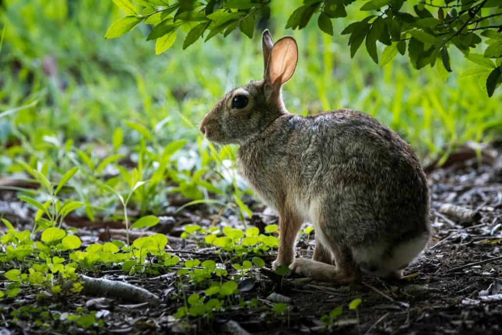 brown rabbit on green grass during daytime