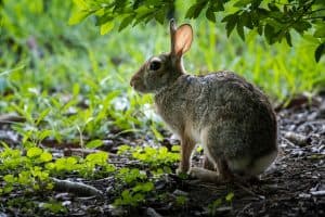 How to Determine the Age of a Wild Rabbit with Images - Pet Breeezy
