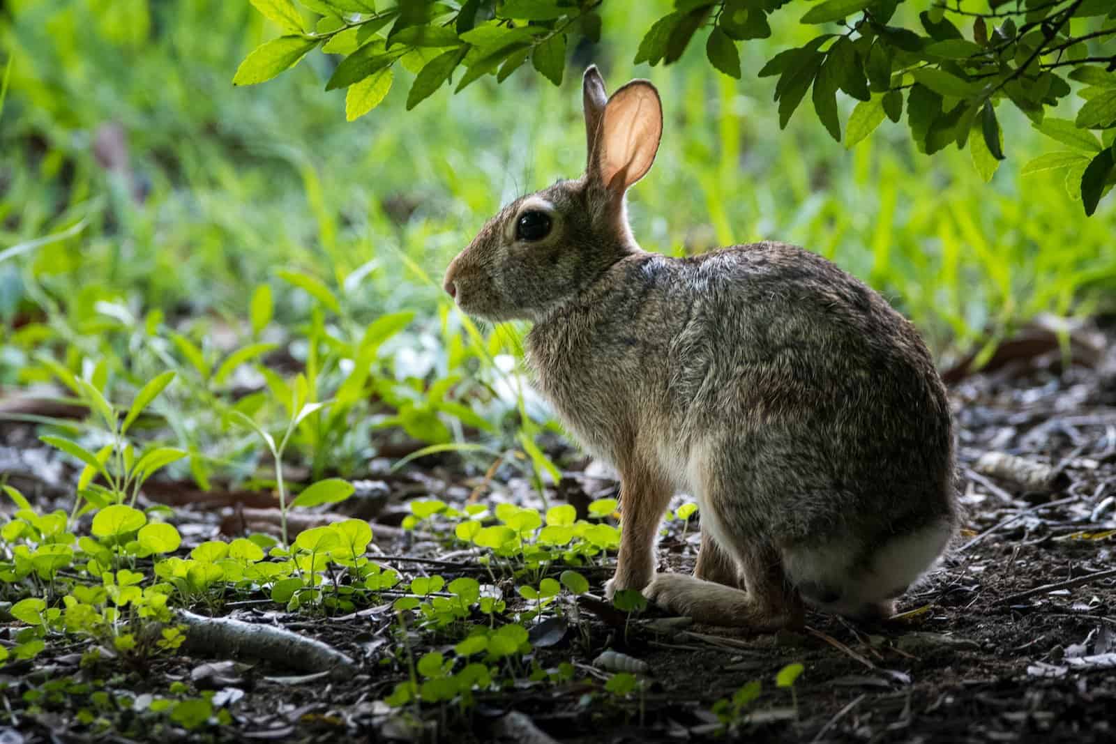 How to Determine the Age of a Wild Rabbit with Images - Pet Breeezy