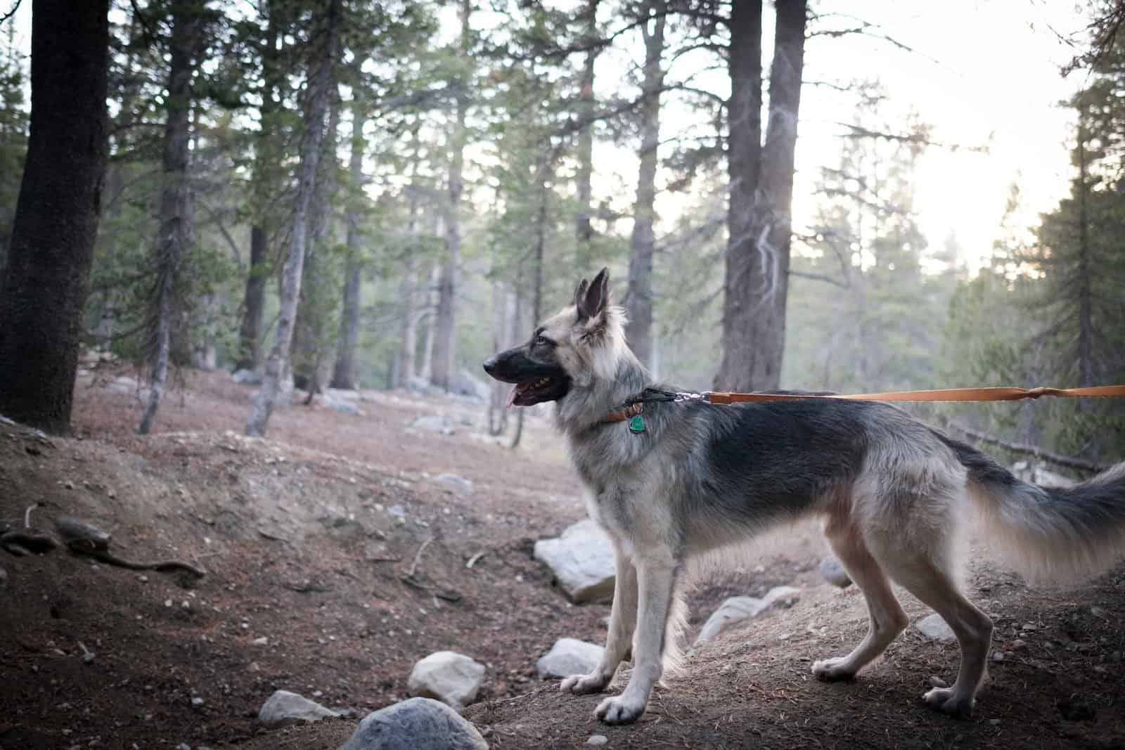 16 Best Farm Dog Breeds to Live on a Ranch - Pet Breeezy