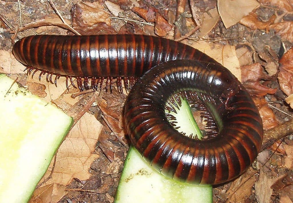 millipede, myriapoda, centipede