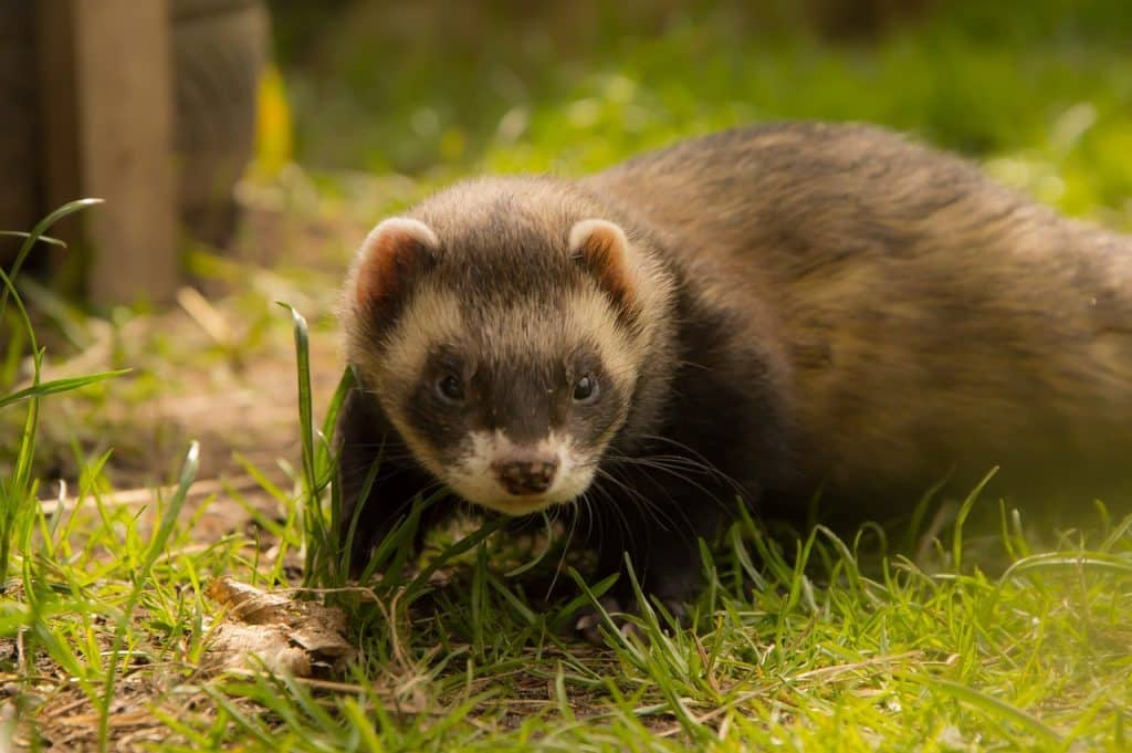 ferret, animals, animal welfare