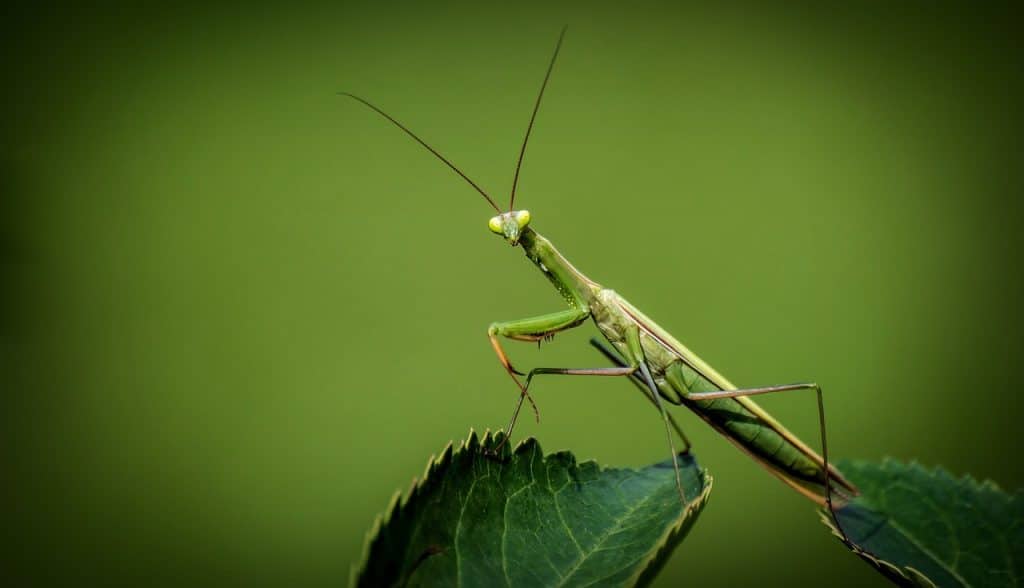 praying mantis, insect, leaf