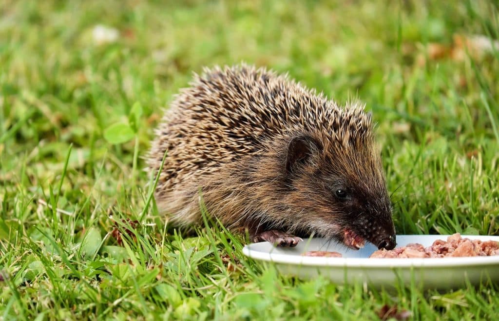 hedgehog, animal, mammal