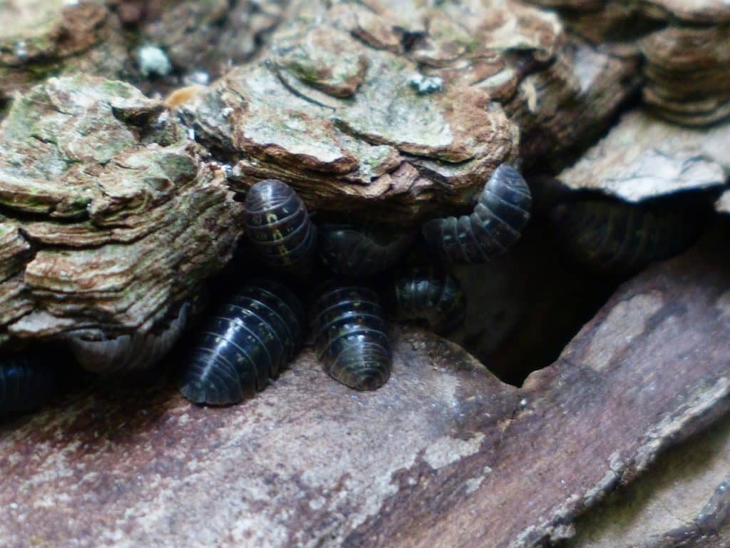 woodlice, terrestrial isopods, oniscidea