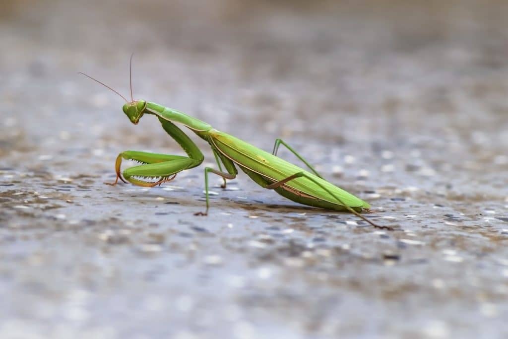 praying mantis, mantoptera, insect