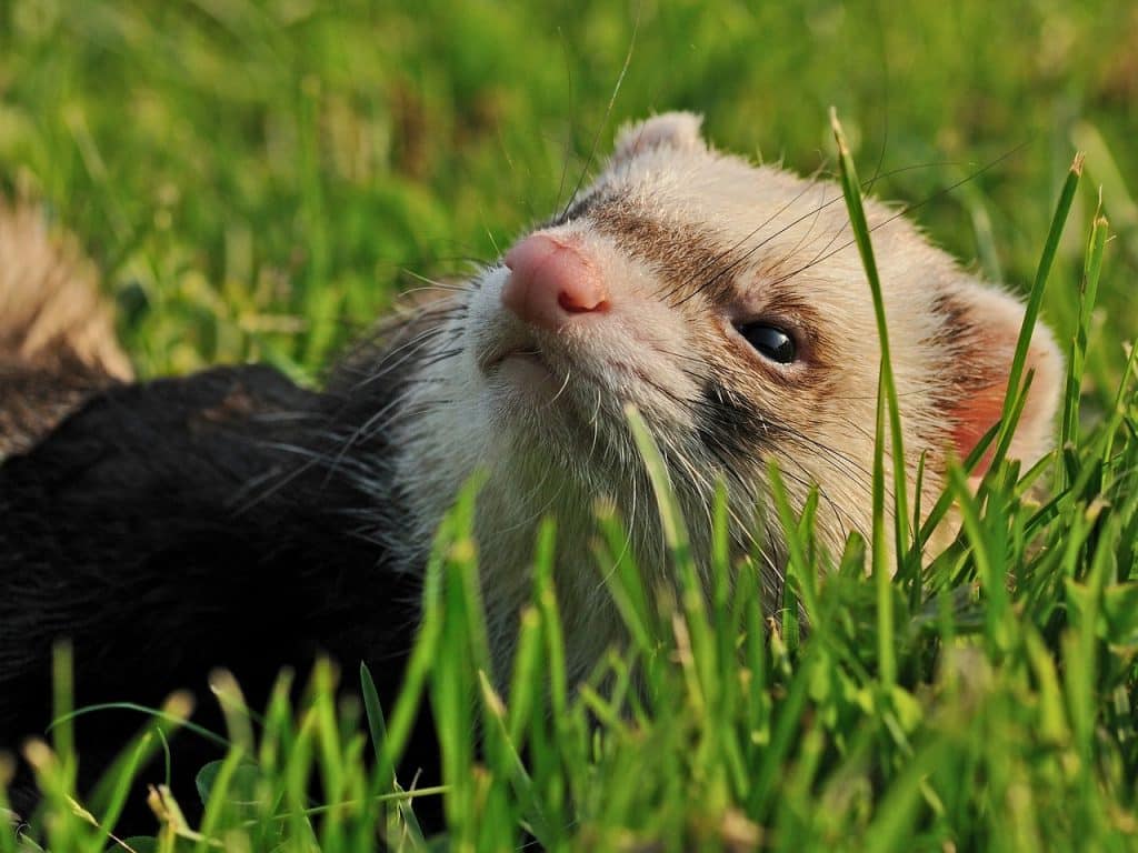 ferret, animal, grass