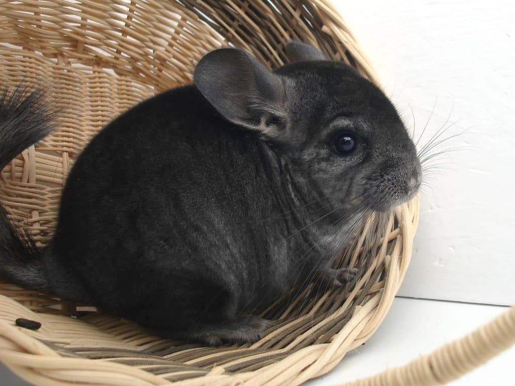 chinchilla, rodent, domestic animal