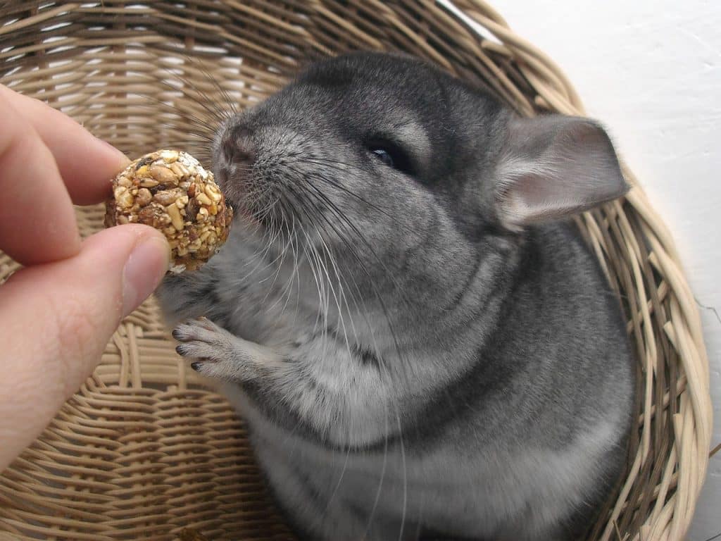 chinchilla, rodent, domestic animal