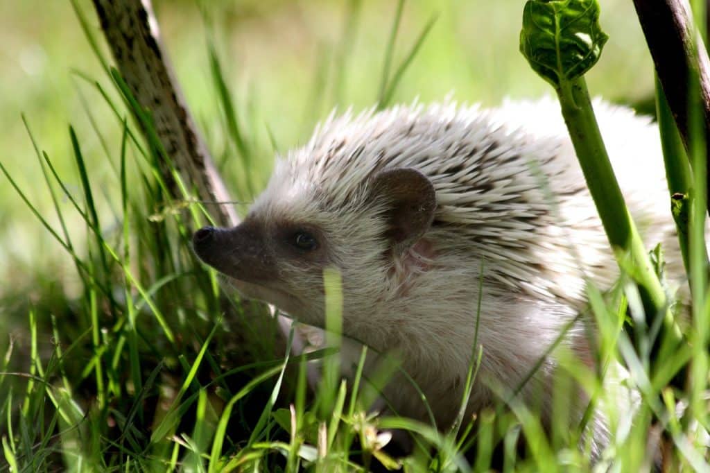 nature, hedgehog, african