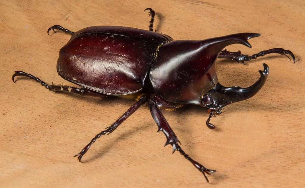 tropical beetles, rhinoceros beetle, riesenkaefer