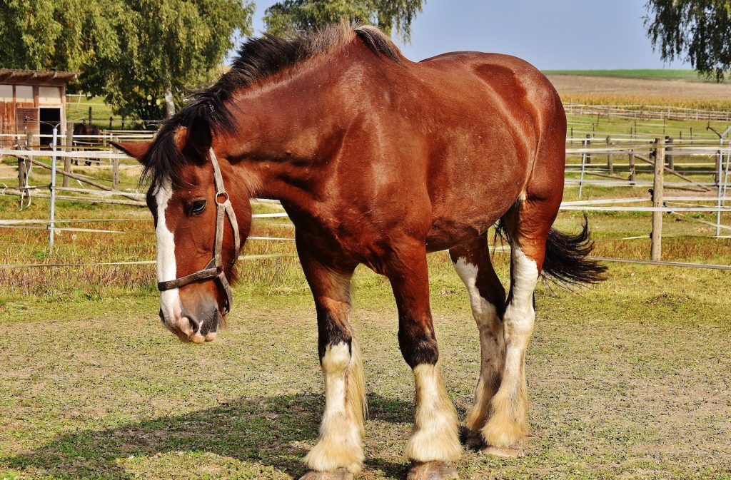 Brown and White Horse Standing on Green Grass Under Blue Sky during Daytime