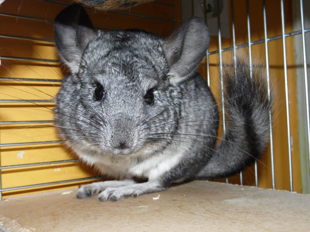 chinchilla, rodent, funny