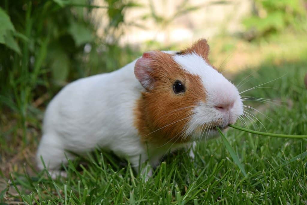 guinea pig, pig, cute