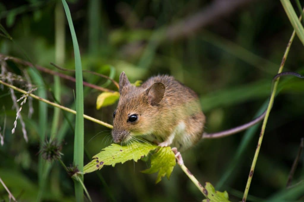 mouse, close up, fur