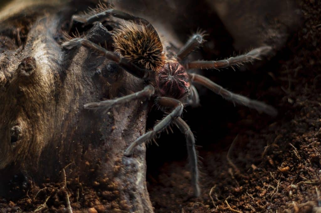 xenesthis, immanis, tarantula