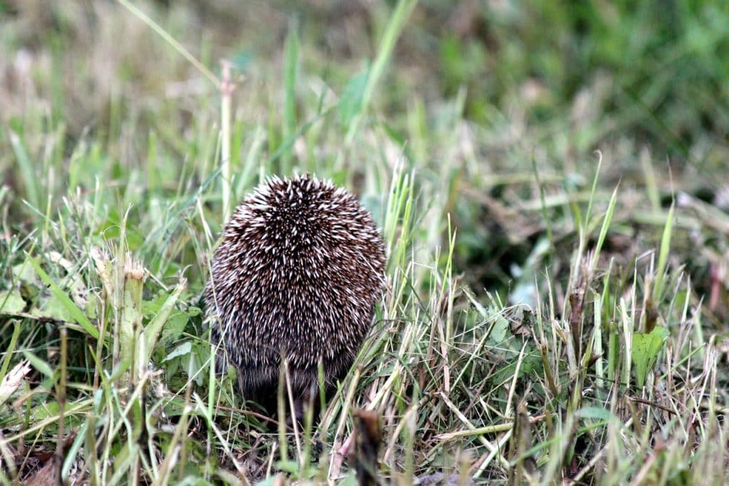 hedgehog, erinaceus amurensis, amur hedgehog